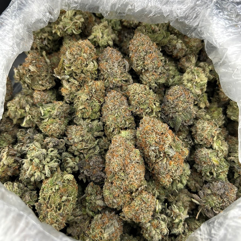 Platinum Bacio FD#2670