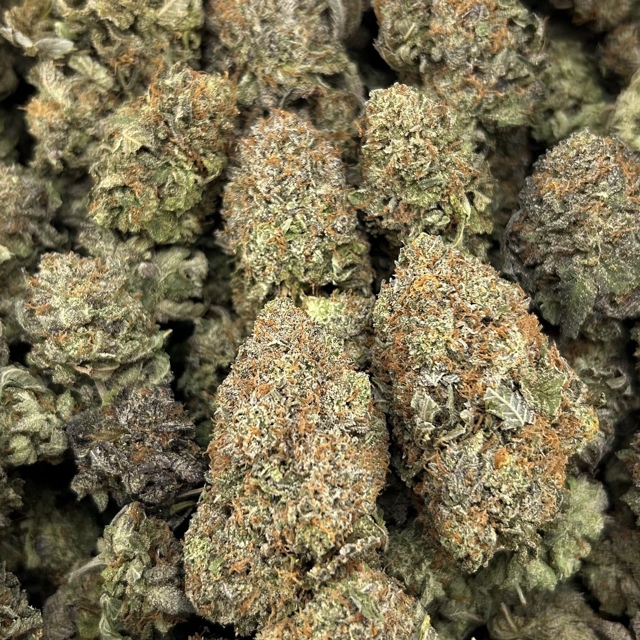 Platinum Bacio FD#2670