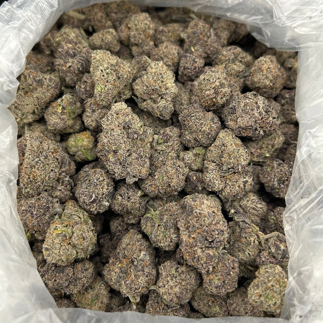 Bubblegum Zaza FD#2714