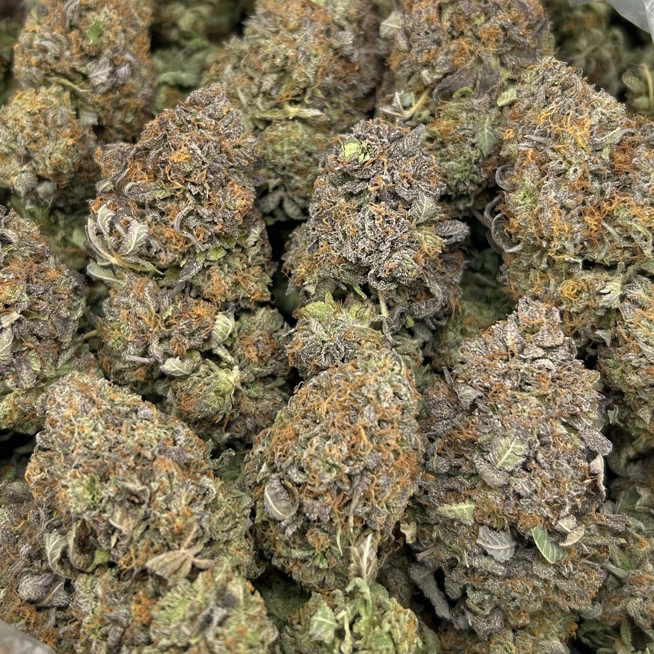 Platinum Queen FD#2747