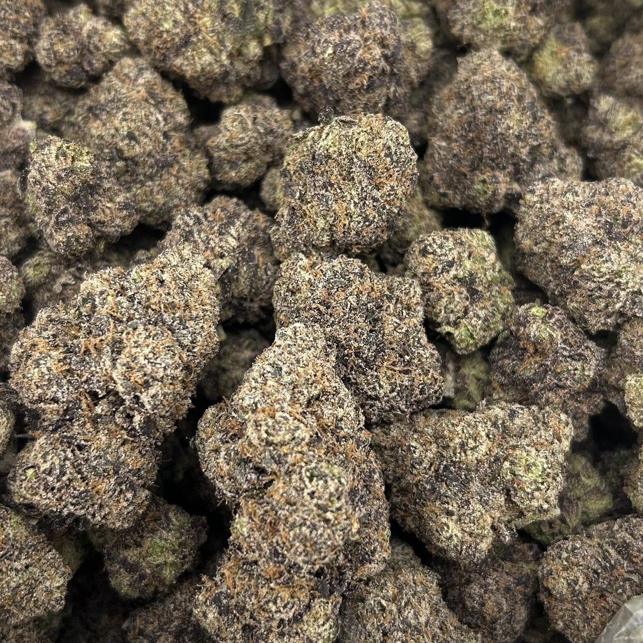 Cotton Candy Explosion (TERPED FLOWER) FD#2758