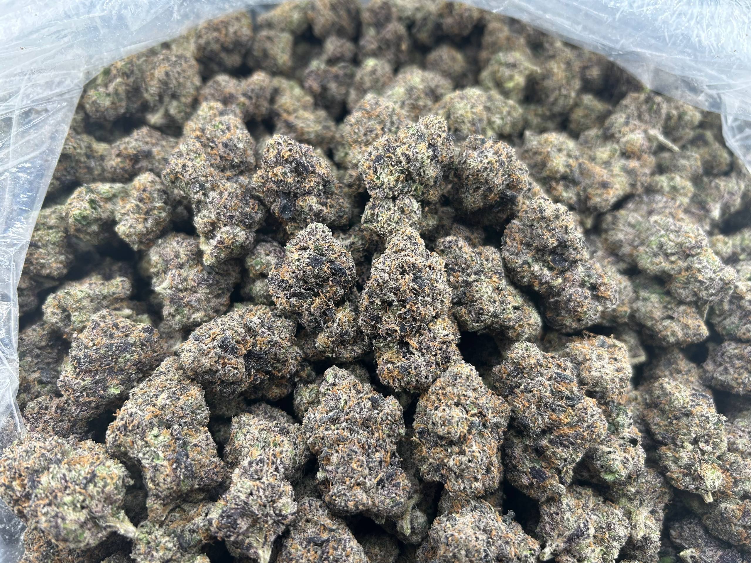 JELLY BEAN GUMMIEZ #FD2819