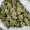 GELATO 41 #FD2867