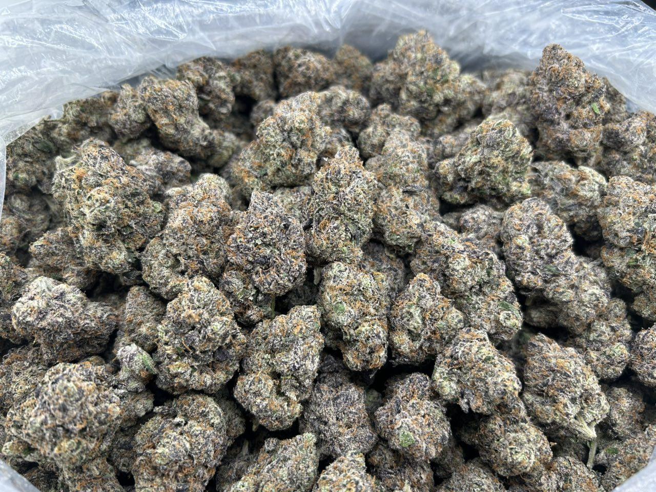 CANDY HALLELUJAH #FD2854