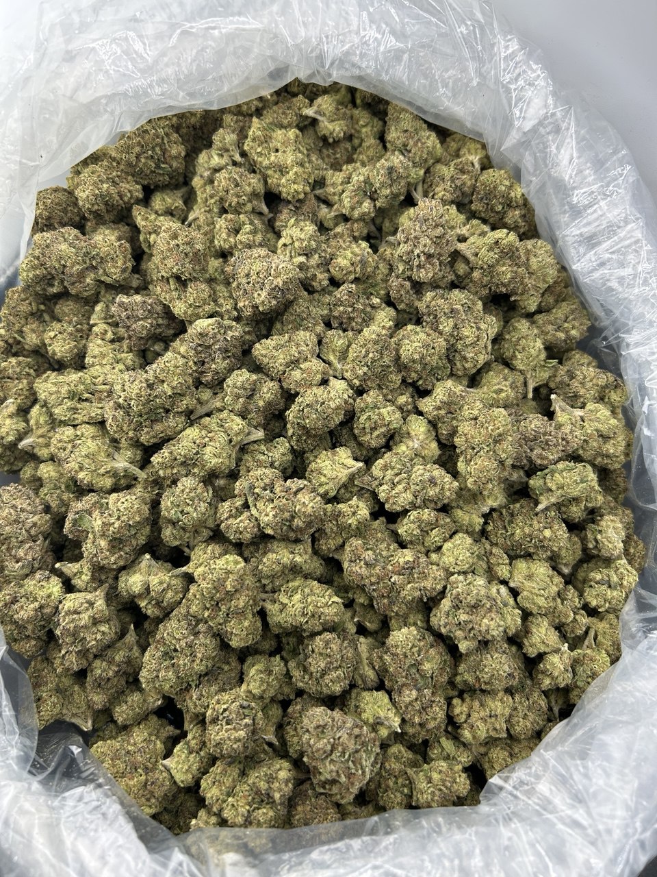 Blackberry Gelato FD#2463