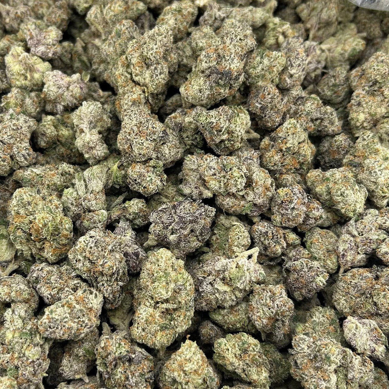 Blue Jello Candy FD#2576