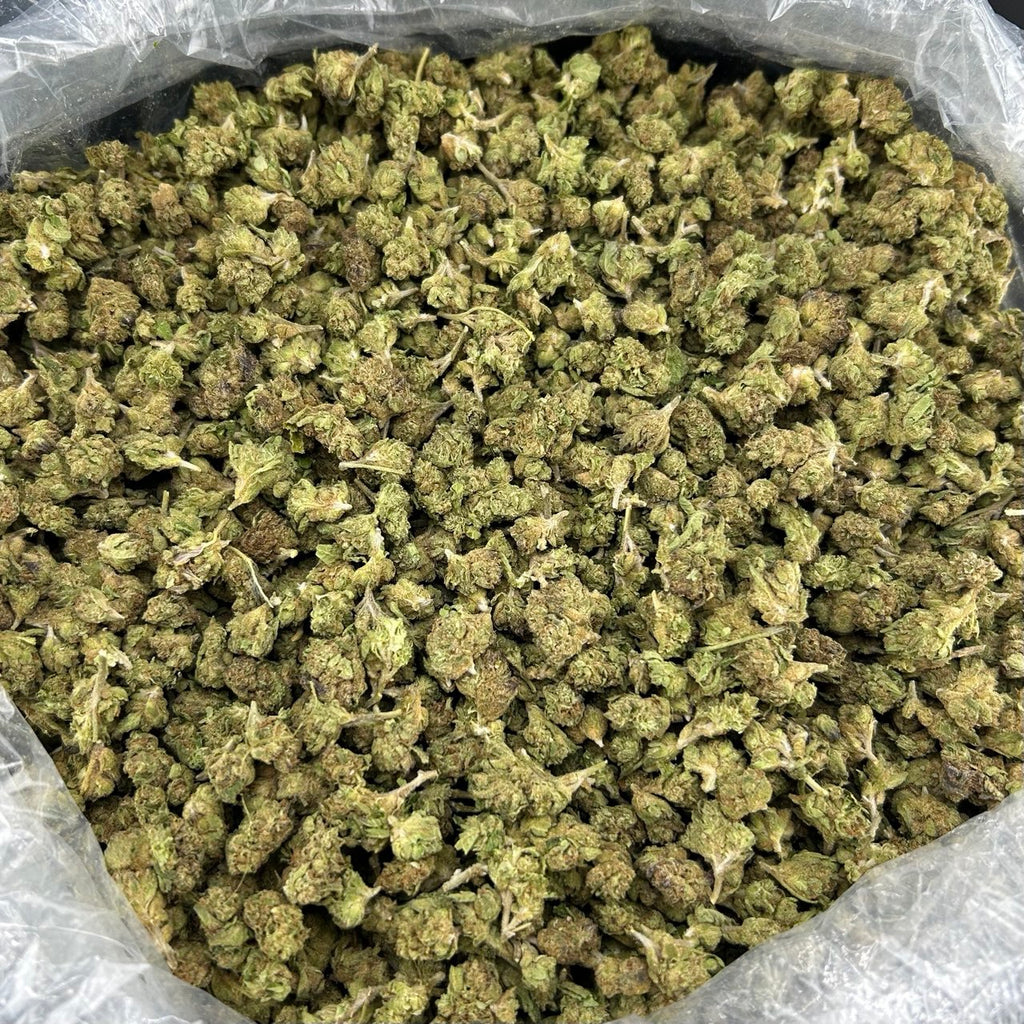 Blue Zkittle Smalls FD#2541