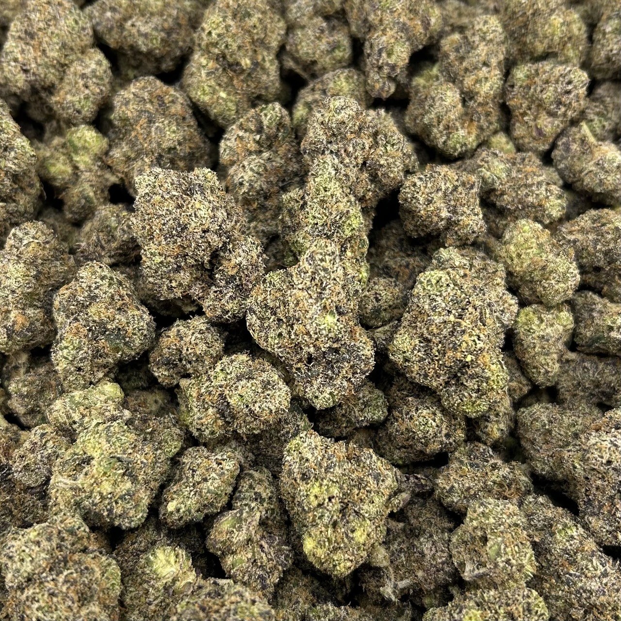 Bubblegum Zaza FD#2440