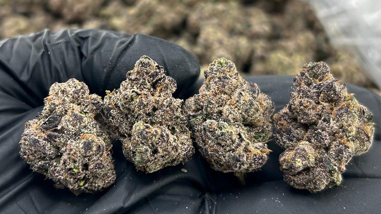 Blue Raspberry Runtz FD#2304