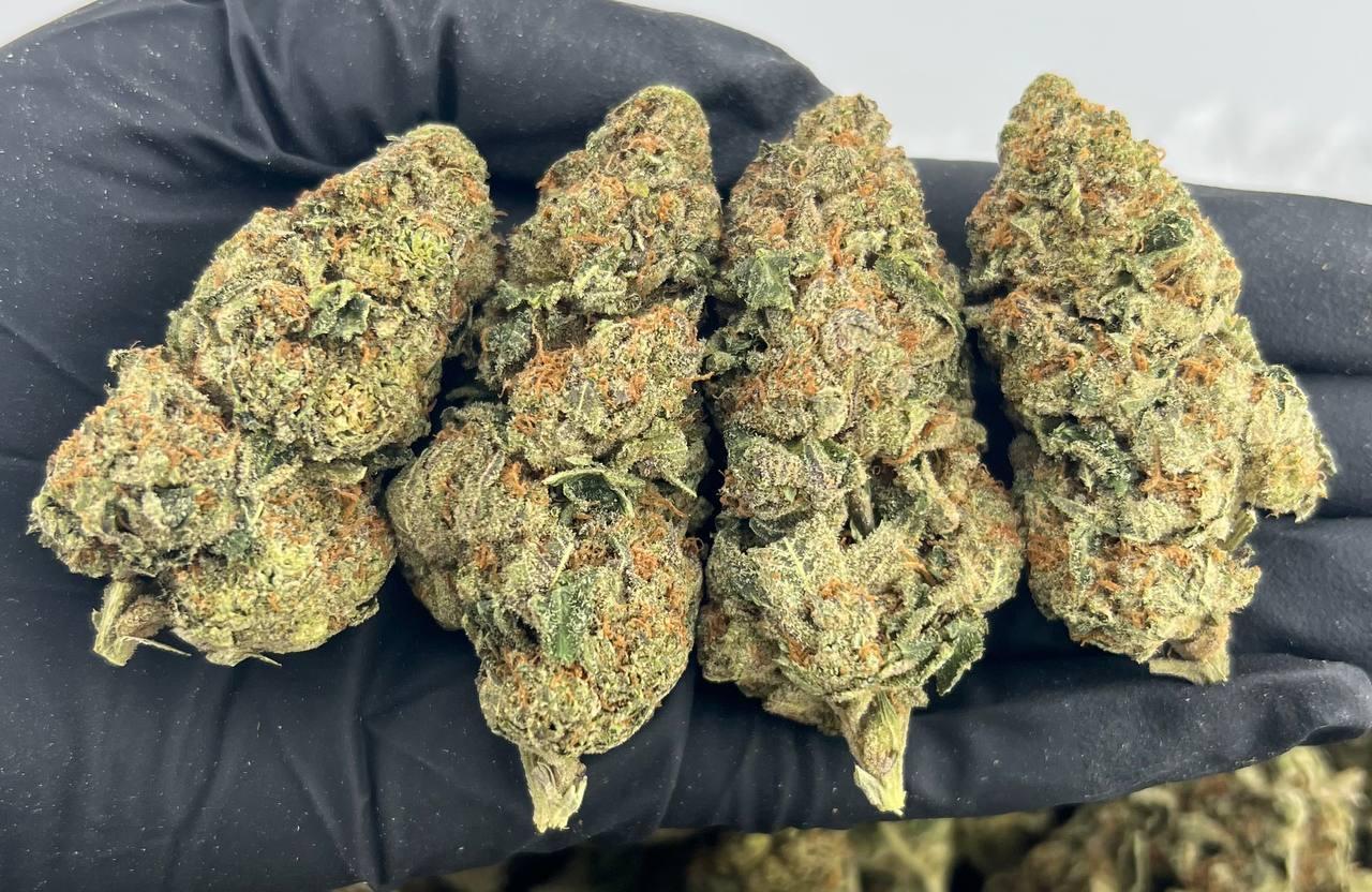 Gelato Krush FD#2225