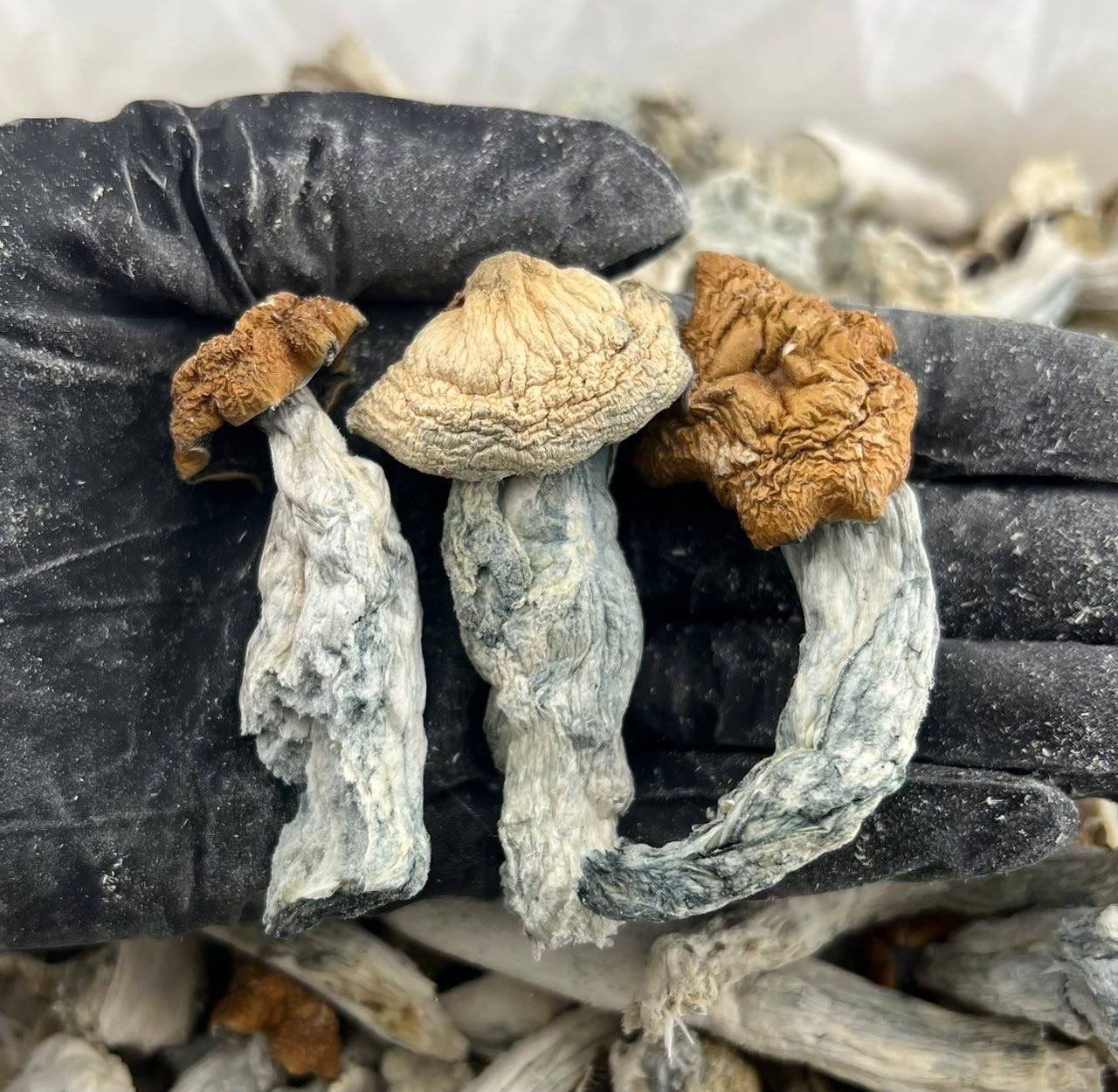 Penis x Thrasher FD#2356