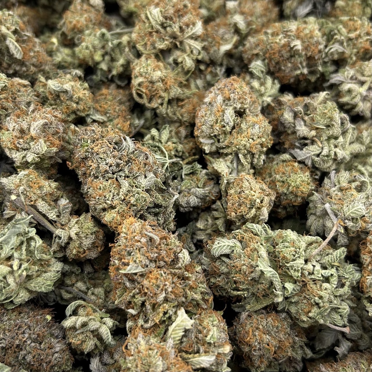 Platinum Biscotti FD#2657