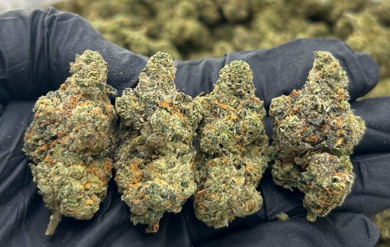 Pink Gushers FD#2241