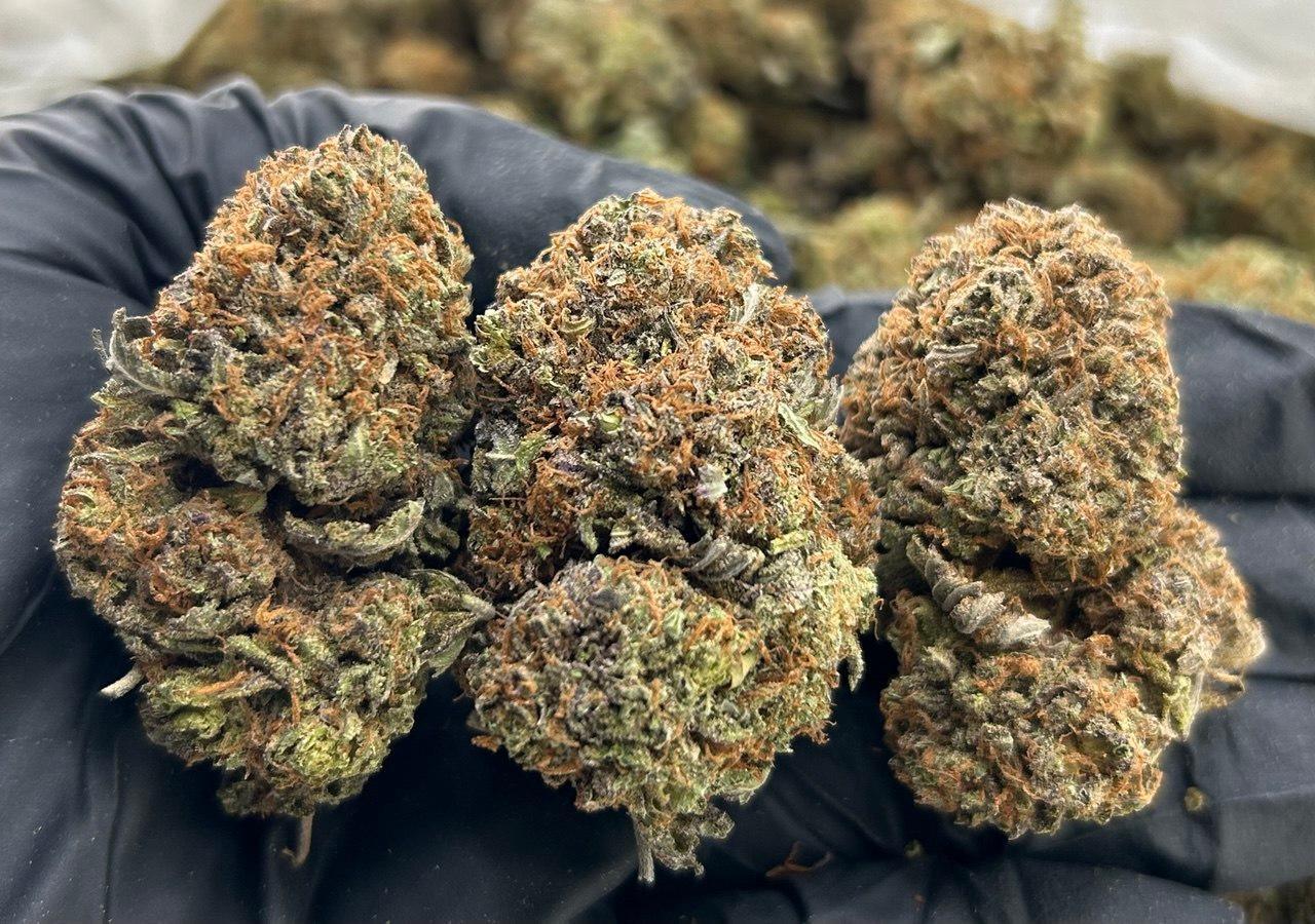 Platinum Jello FD#2257